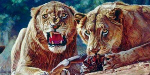 原创狮子如果吃人有多恐怖两头非洲狮子一年吃掉了135名印度工人