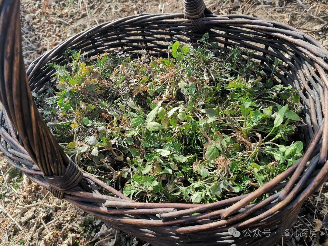 材料:荠菜1把,面粉少许,盐少许,鸡蛋1个,牛奶少许,花生油少许"九九"第