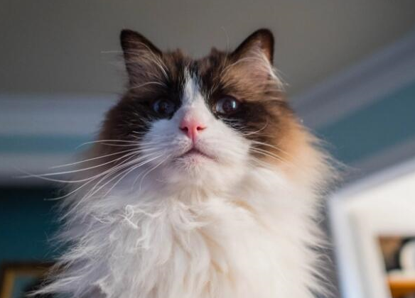 布偶猫是宠娃狂魔,为什么会那么喜欢小朋友?_猫咪_孩子_圈层