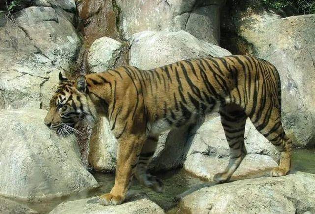 世界上最小的老虎,苏门答腊虎_人类_条纹_长度