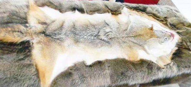 原创女大学生带家传狼皮鉴定专家情绪失控拒绝估价拒绝鉴定