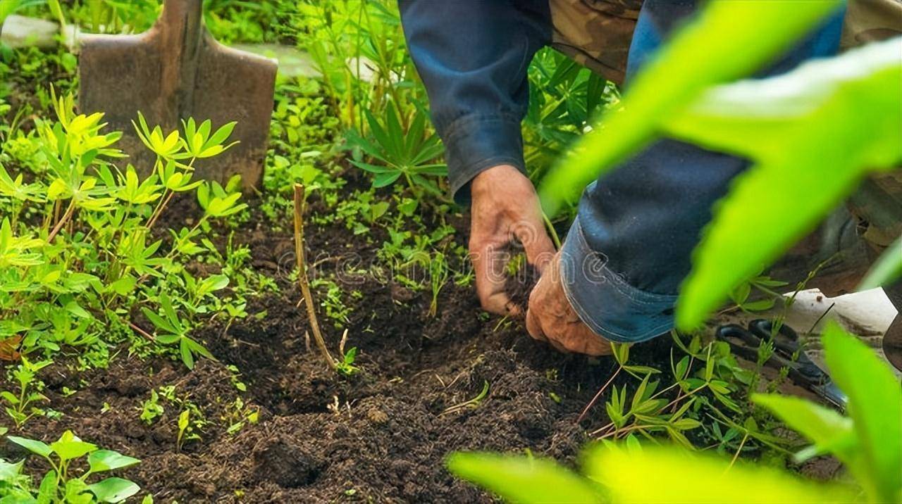 趁春光正好,手把手教你科学春季除草
