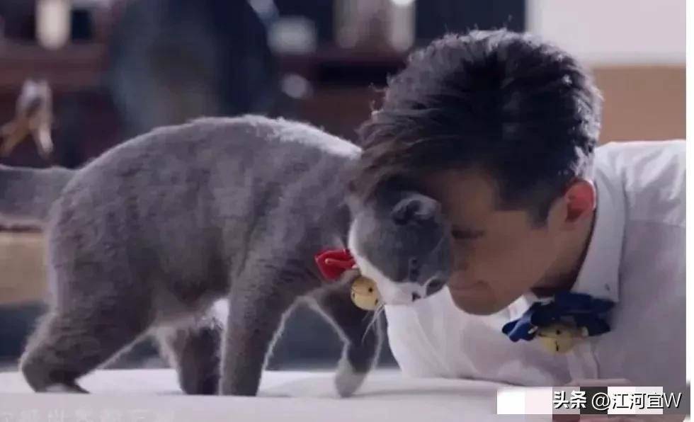 文末彩蛋,胡歌养猫记从公开的照片看,天王嫂笑容甜美,五官精致,温婉