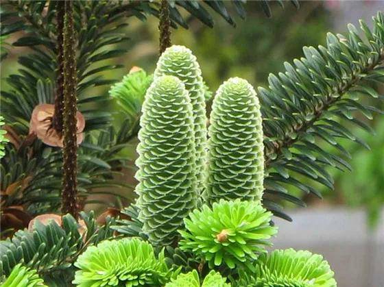 "百山祖冷杉的珍贵之光"_高山_吕文_植物学