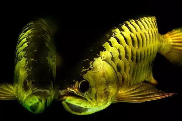 原创最全攻略献给热爱龙鱼的你