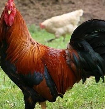 原创鸡朋友你是吃喝不愁的鸡还是奔波劳碌鸡就看你几月生