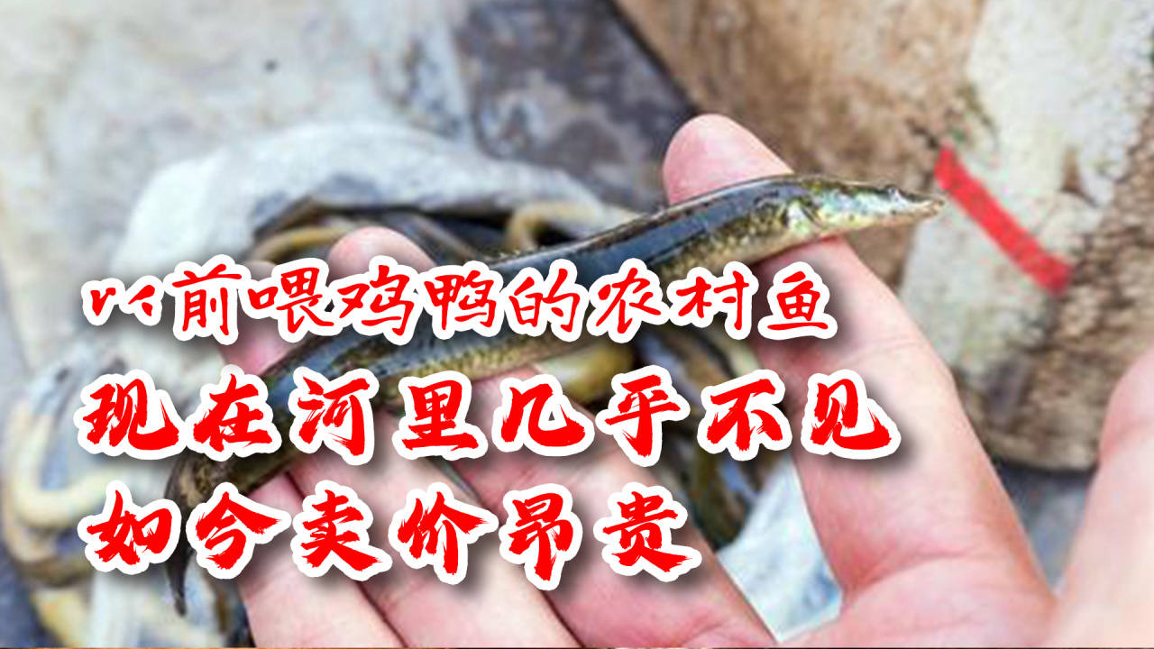 现在河里几乎不见,被罗非鱼取代,卖价过100_养殖_广西_泥鳅