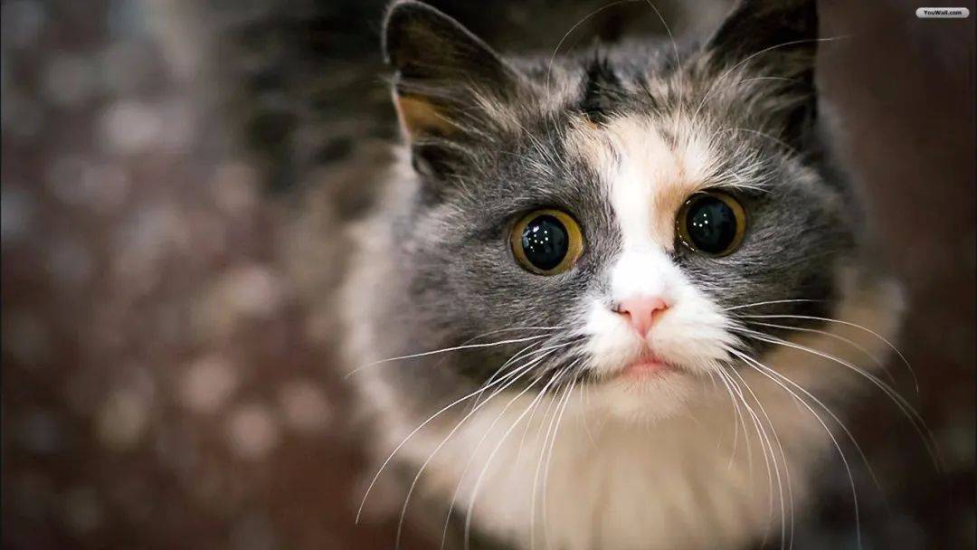 宁空间塔罗屋 一周星程 3月3日-3月9日 细节决定成败_方面_影响_爱情