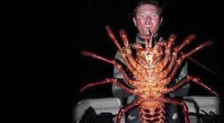 老外打捞到的巨无霸龙虾精钳子能夹断手臂一只足够吃一周