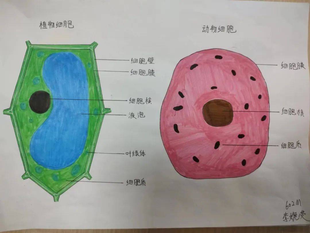 动物细胞模型怎么制作图片