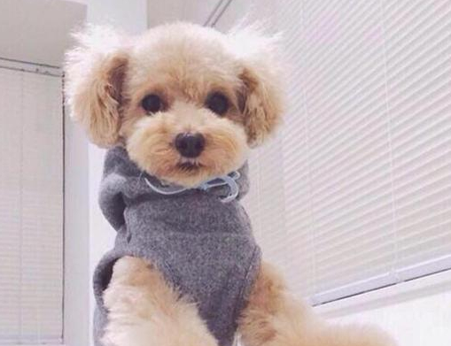 不能对泰迪做的5件事你知道吗?不但伤它的心,还伤身_狗狗_主人_毛发