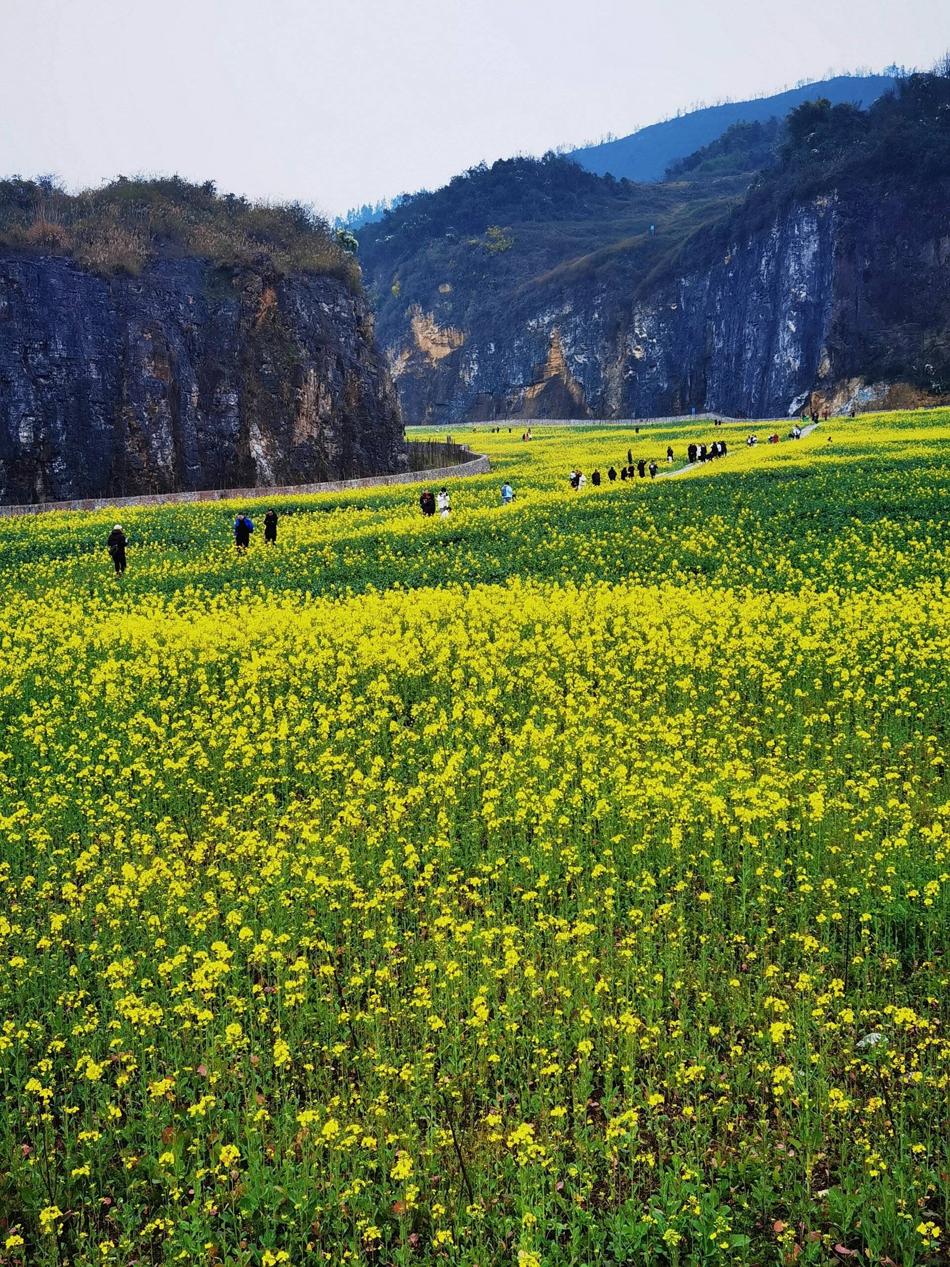 重庆主城巴南天堂坝的油菜花开了