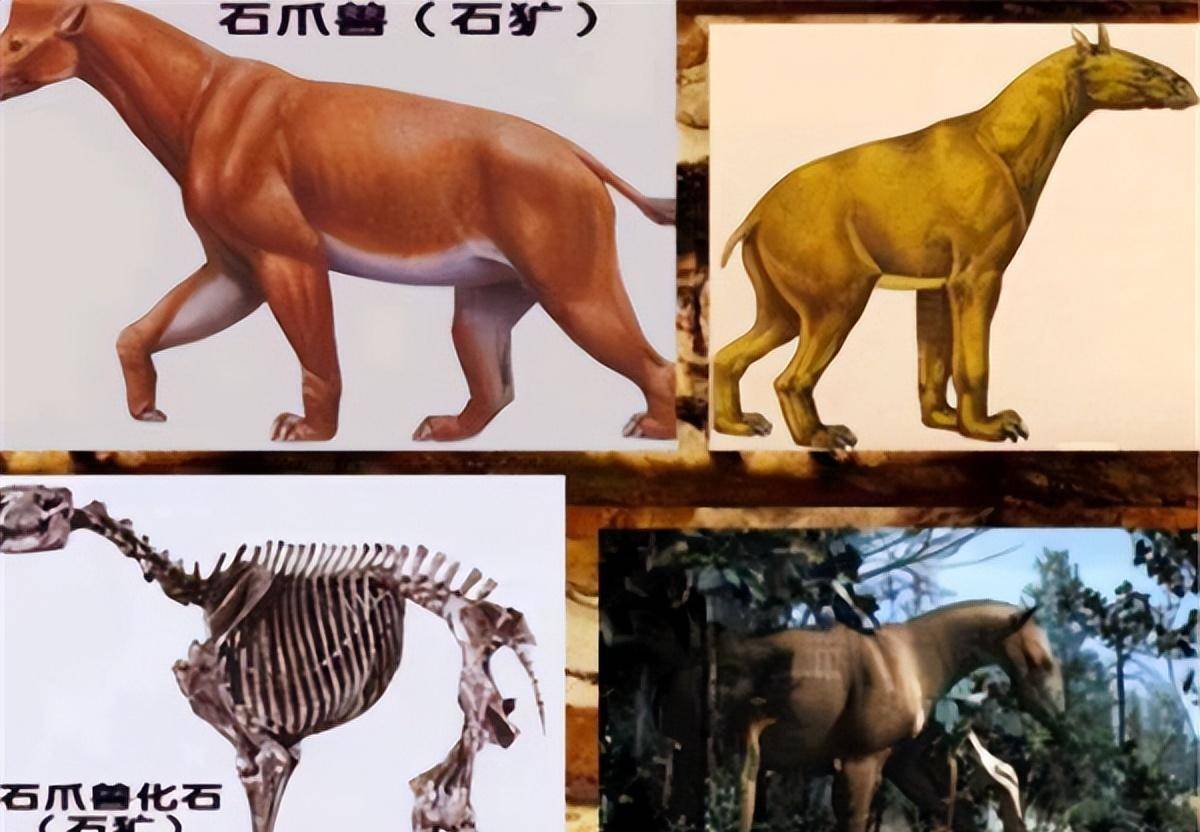 "驴头狼"已灭绝50万年,为何又在神农架现身?