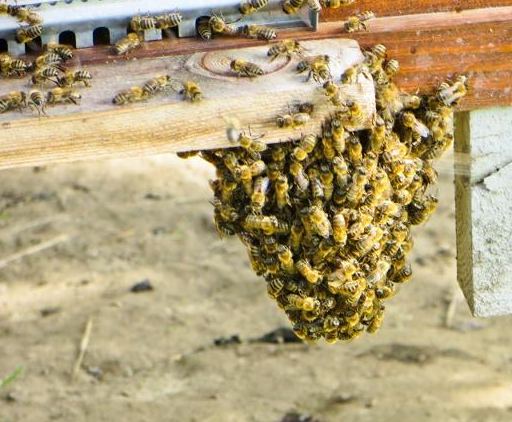 原创养殖蜜蜂怎样防止蜂王逃跑