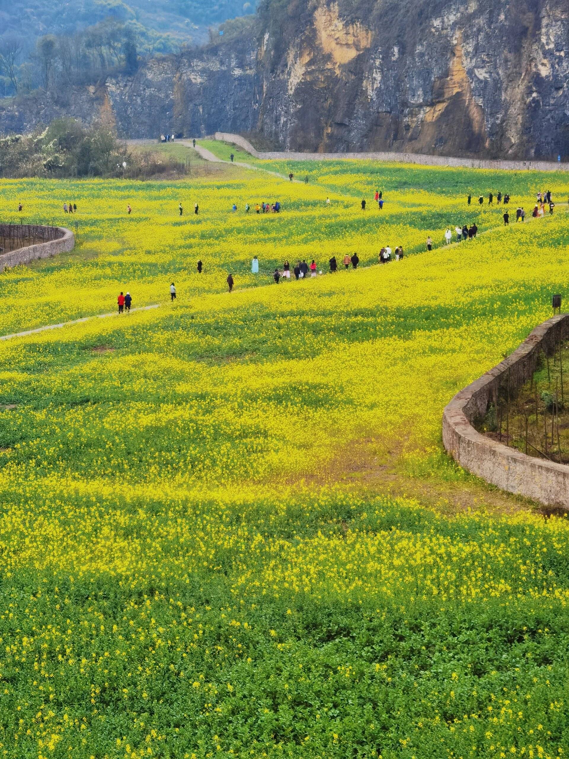 重庆主城巴南天堂坝的油菜花开了