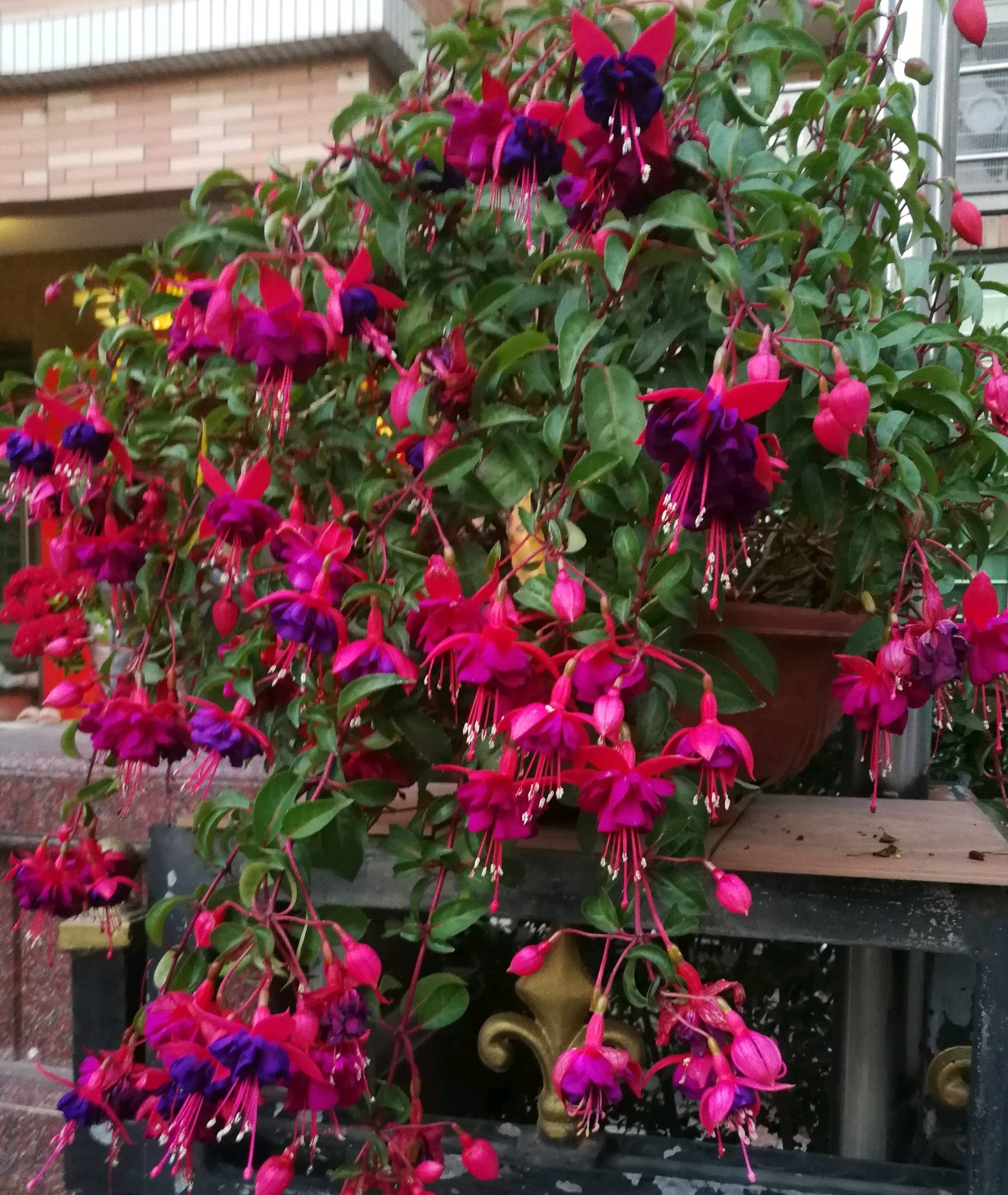 室内盆栽"新宠",花朵美丽,花期达半年,栽培容易,值得入手哦_开花_繁殖