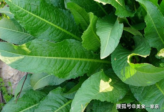 野菠菜的学名叫做酸模,在以前经常是穷苦人家的治病菜,因为它的功效