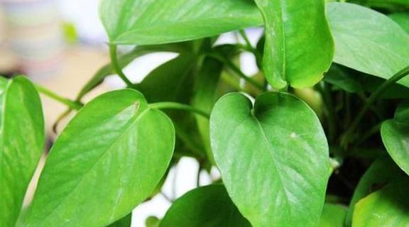 绿萝| 桌边放绿植,拥抱绿色好心情_净化_甲醛_空气