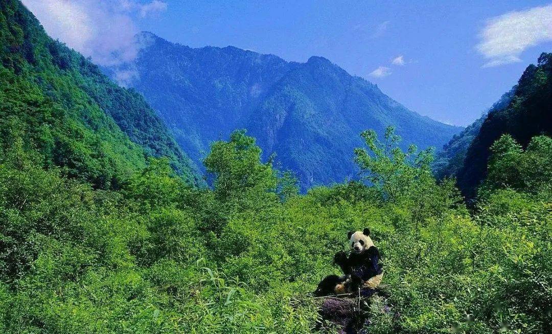 面积20万公顷,主要保护西南高山林区自然生态系统及大熊猫等珍稀动物