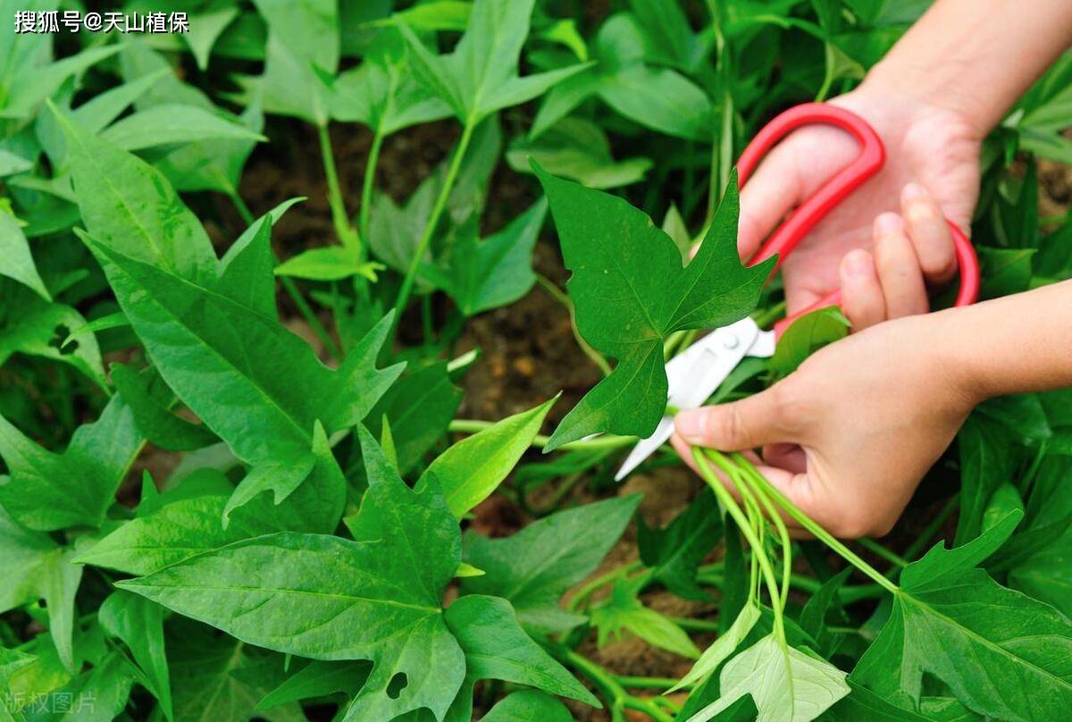 原创红薯叶喂猪正确方法