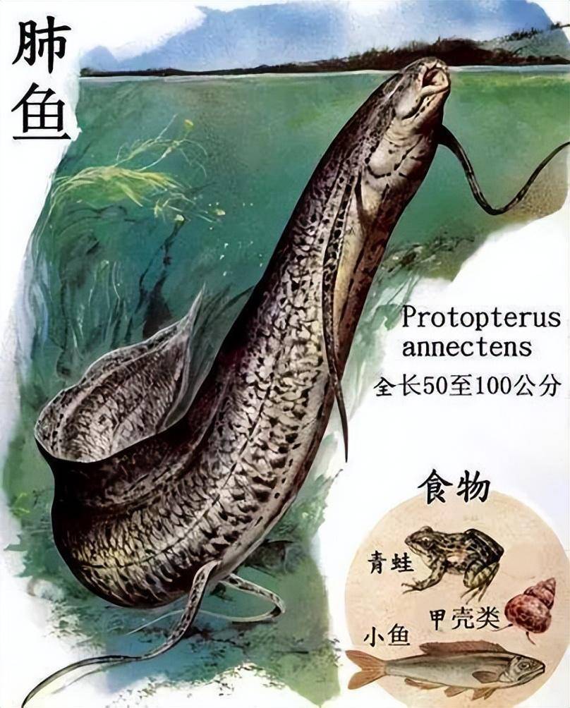 肺鱼_进行_食物