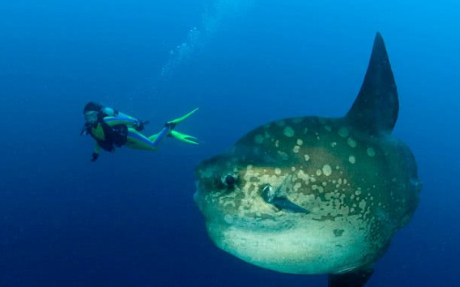 切开鱼身的一刹那,再贵也舍得买_鱼肉_小亨_月亮