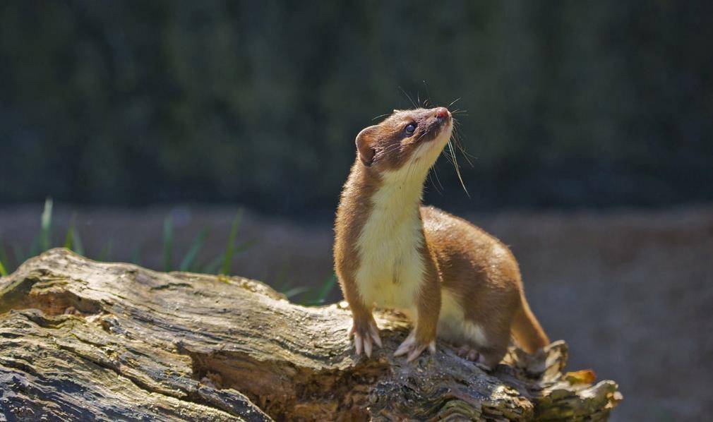 黄鼠狼为何不能吃其实并非迷信李时珍早已经给出答案