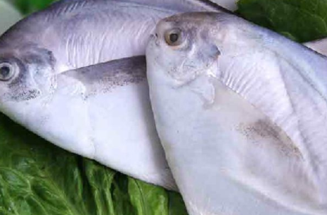 多宝鱼多宝鱼又叫做比目鱼,是世界公认的一种优质的鱼类,它的营养元素