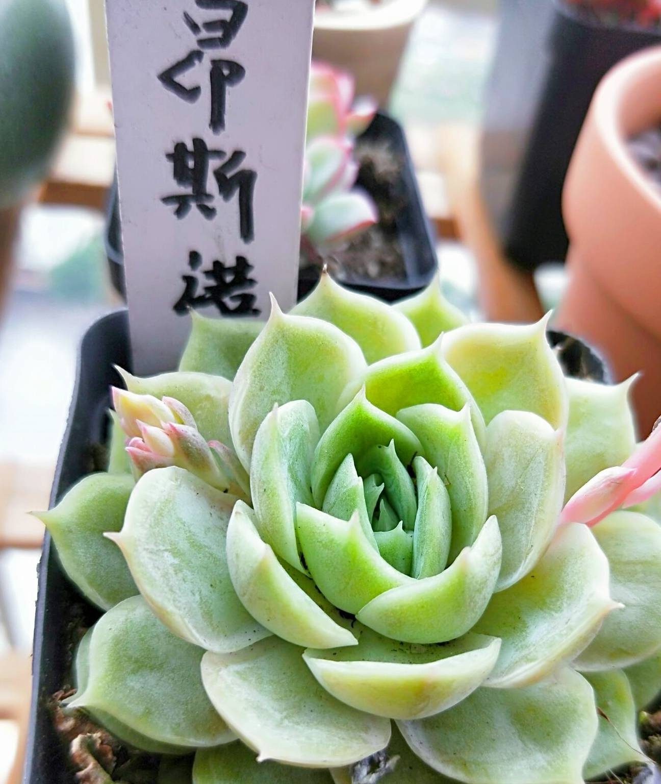 原创多肉昂斯诺长花剑扎着小辫子的绿莲花