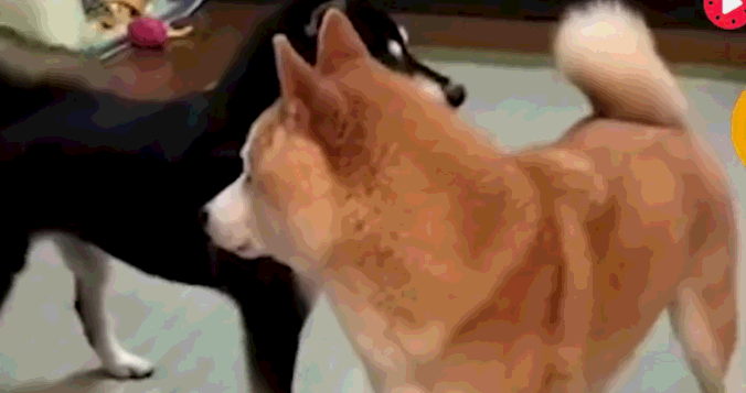 原创柴犬妹妹快把哥哥逼疯了没事就摸屁股拍头呼脸好欠揍