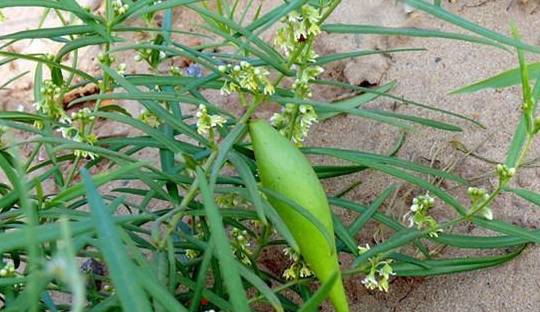 珍贵的1种野果被称作老瓜瓢以前看到就躲如今稀有