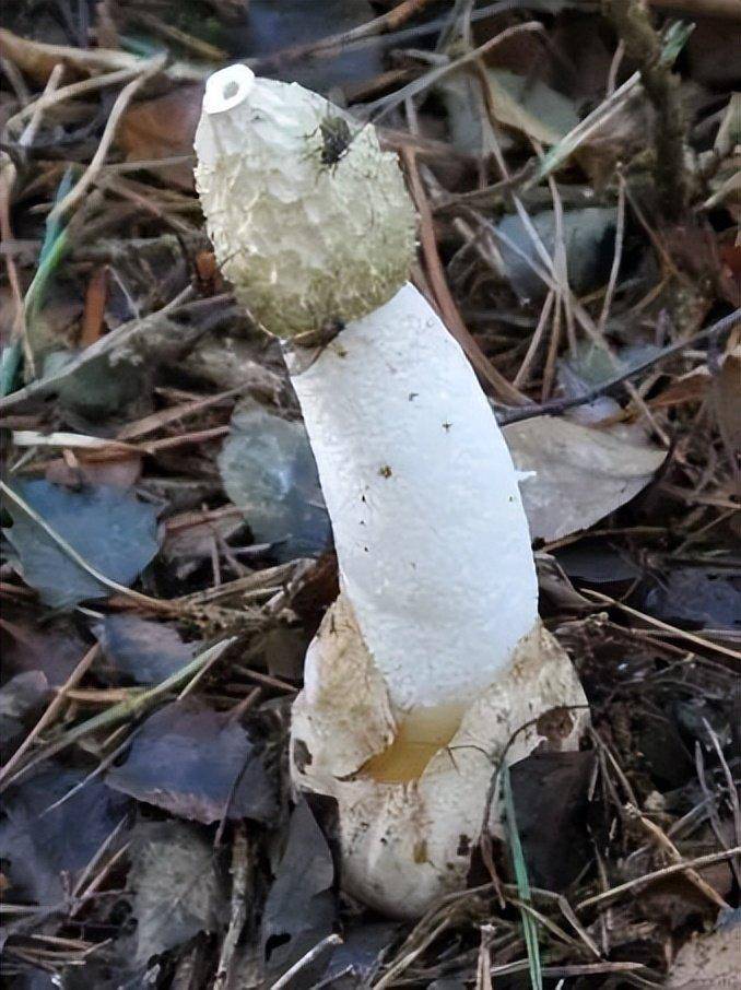 生殖器战争被忽视的阴道