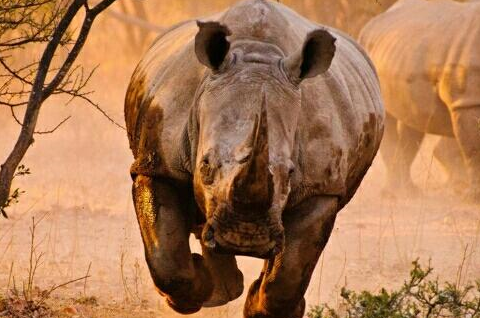 原创两头犀牛将汽车车尾撞瘪司机吓得开车逃跑