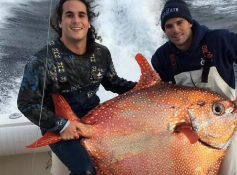 为何日本人这么衷爱月亮鱼切开后看到鱼骨才知道原因