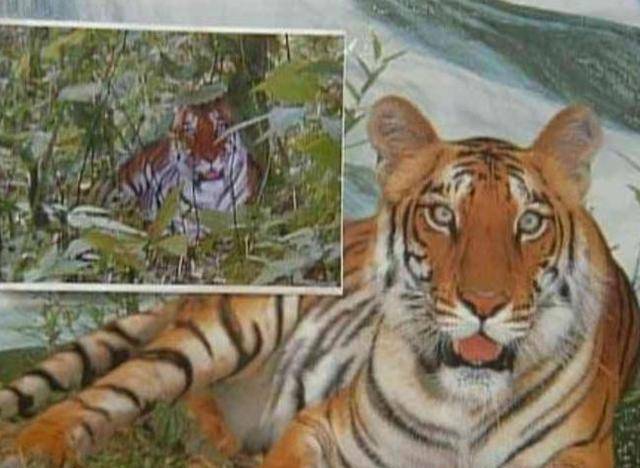 14年前,周正龙因拍假老虎被判刑2年,如今靠养蜂致富