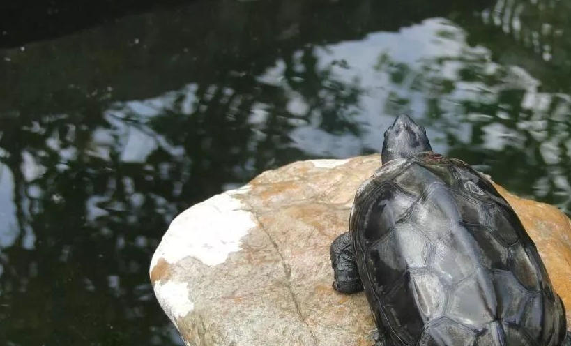 原创草龟花龟饲养之我见你会认可吗