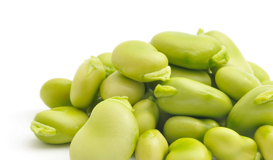 农业_蚕豆_脾胃