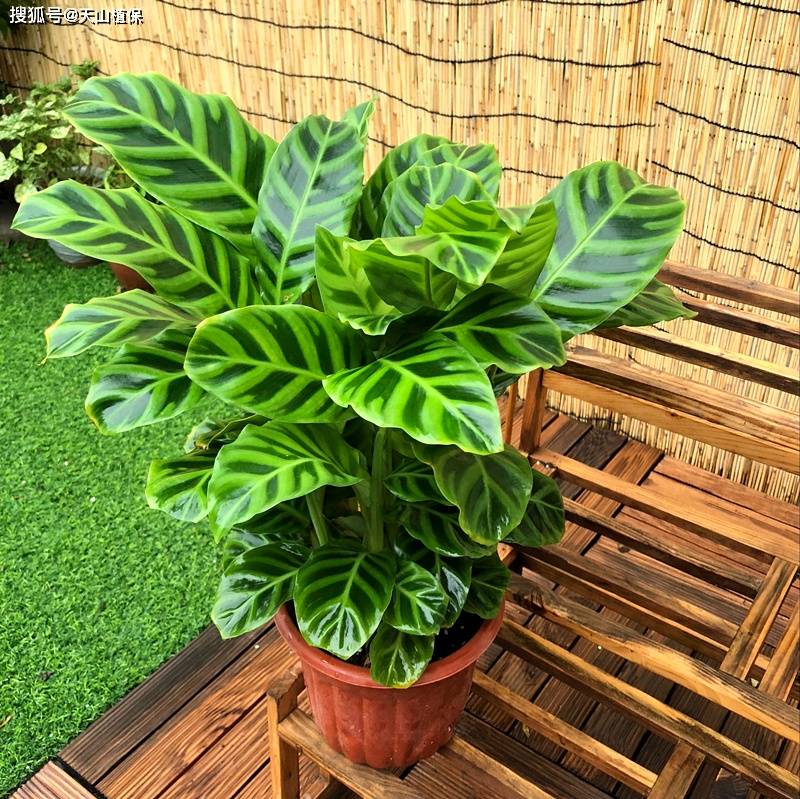 原创天鹅绒竹芋的养殖方法和注意事项