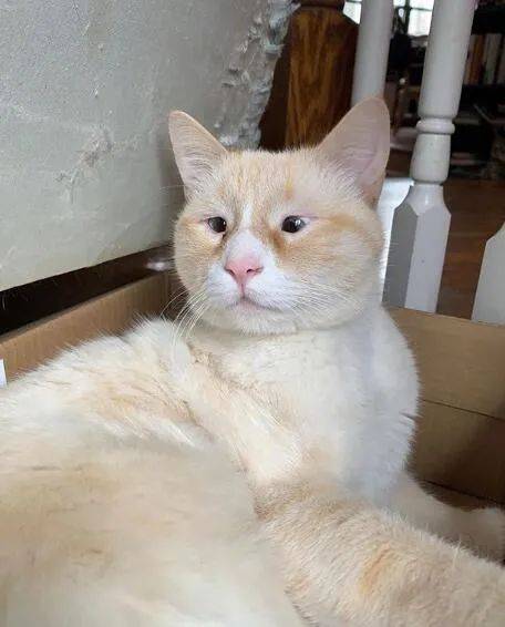 领养回来一只猫网友李荣浩也能领养67