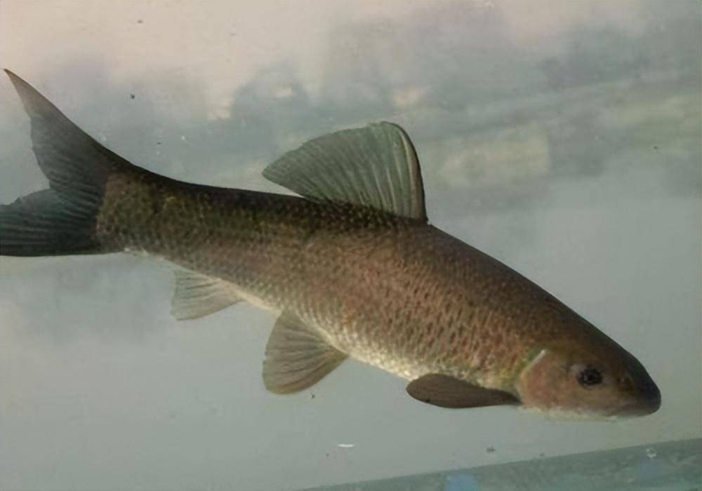 四大家鱼之首的青鱼,为何被称为"索命鱼"?