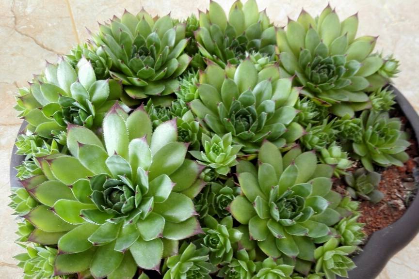 但不会配土和养护,再美的多肉植物也会养残,再好看的花盆最后也只是一