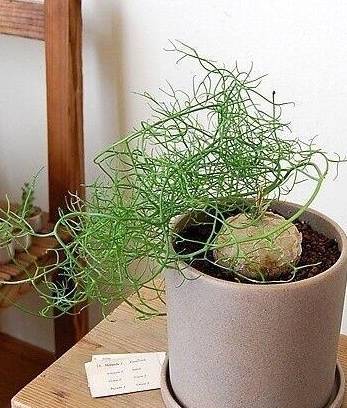 原创仙农村人都叫仙鞭草看起来很丑长出来的叶子十分漂亮