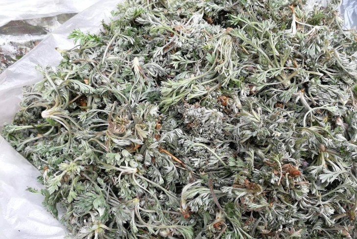 原创这菜过了春分就没有了清肠润肺我家春天常吃孩子很少积食