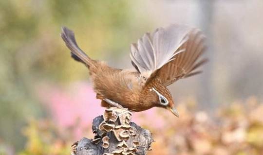 原创画眉鸟这几个动作你知道它都是什么意思吗