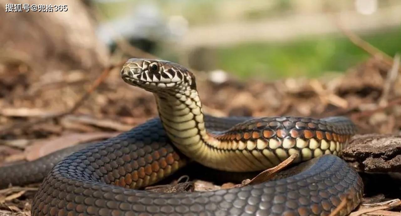 原创广西农村小孩哥火了抓蛇带到学校当宠物结局出乎大家意料