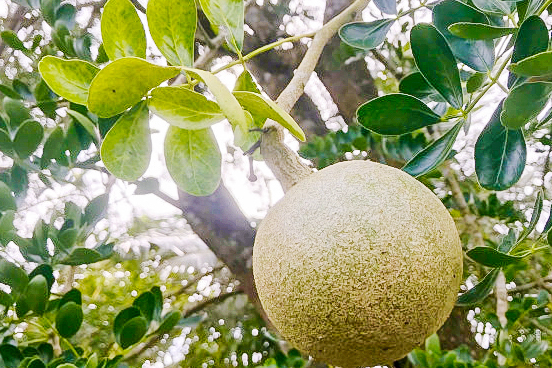 水果界的6块"硬骨头",榴莲不算什么,第3个才是重头戏_味道_果肉_山竹