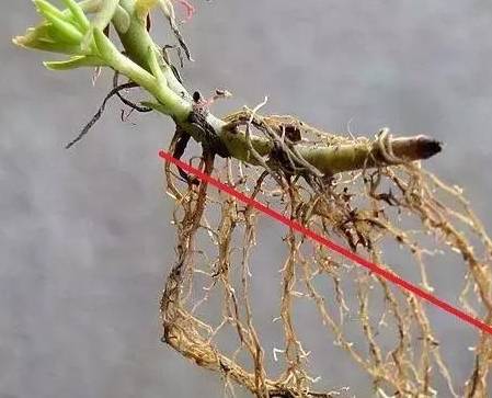 原创春天多肉换盆不修根就是白换后悔也来不及