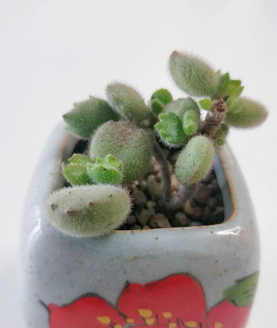 原创多肉熊童子长新肉一只只圆润饱满的小熊爪子