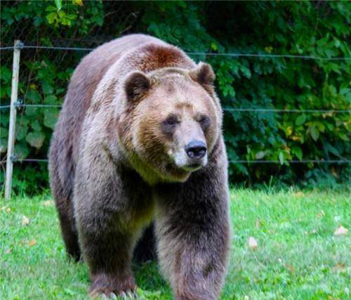 原创一对情侣保护熊13年最终却被熊活活吃掉死前录音为何遭到禁播