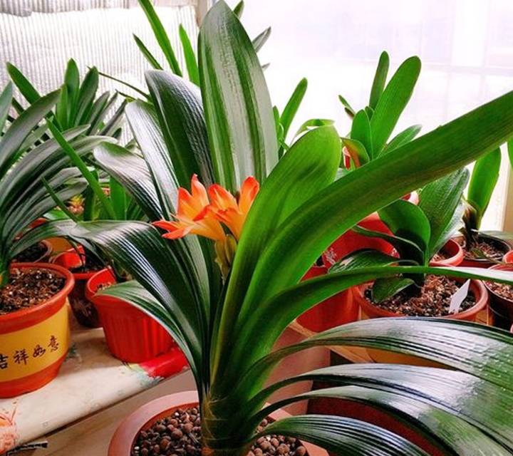 原创我家君子兰此时长势不错只因注意三点
